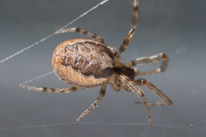 Zygiella x-notata